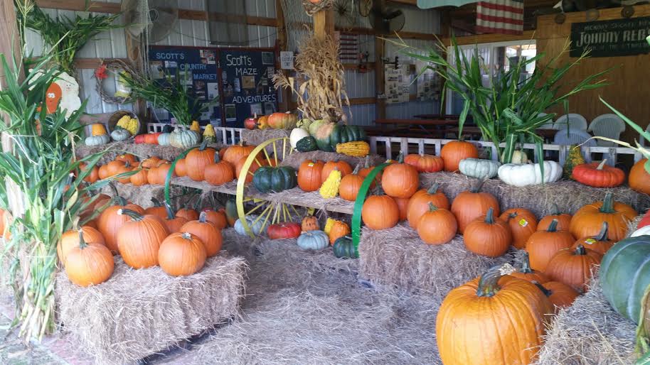 Prettiest Pumpkin Patches In Florida Corn Mazes Hayrides And More My Xxx Hot Girl 