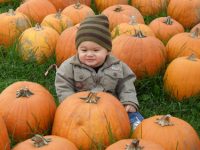 15 Amazing Corn Mazes &<br >Pumpkin Patches in Florida!
